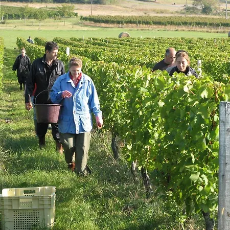 Les Secrets De Tifayne