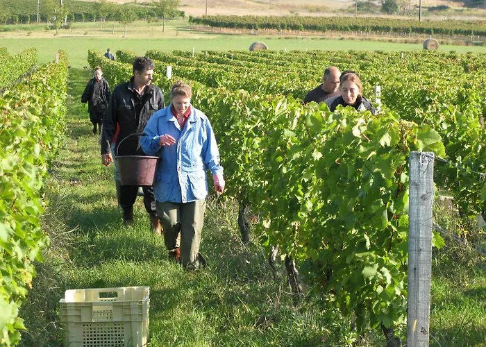 Les Secrets De Tifayne